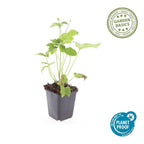 Anemone hyb. 'Honorine Jobert' (Herbstanemone) – 6 Pflanzen, Ø 9 cm, 10–25 cm hoch