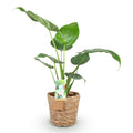 Alocasia Cucullata (olifantsoor) met mand – Ø17 cm, 60–65 cm hoog