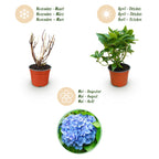 Hydrangea macrophylla (Hortensie) – blau – Ø 12 cm, 20–30 cm hoch