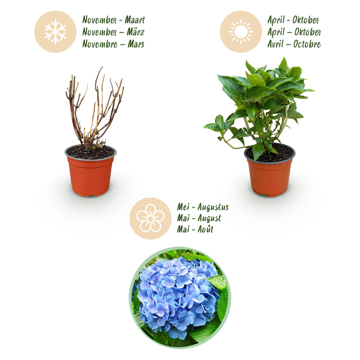 Hydrangea macrophylla (Hortensie) – blau – Ø 12 cm, 20–30 cm hoch – Bild 4