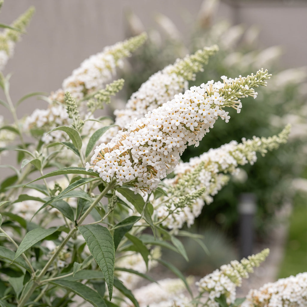 Buddleja davidii 'White Profusion' (Schmetterlingsflieder) – weiß – 3 Pflanzen, Ø 17 cm, 45 cm hoch – Bild 3
