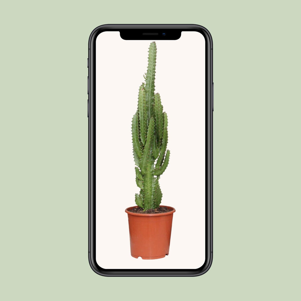 Euphorbia Trigona – Ø17 cm, 70 cm høj
