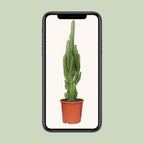 Euphorbia Trigona – Ø17 cm, 70 cm høj