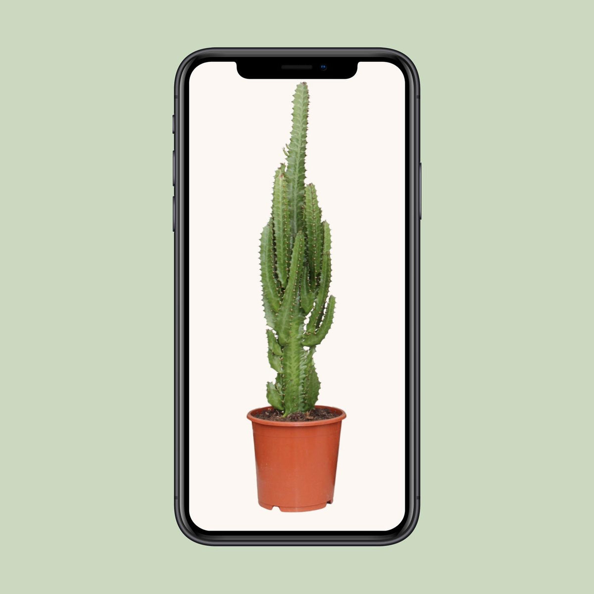 Euphorbia Trigona – Ø17 cm, 70 cm hoog