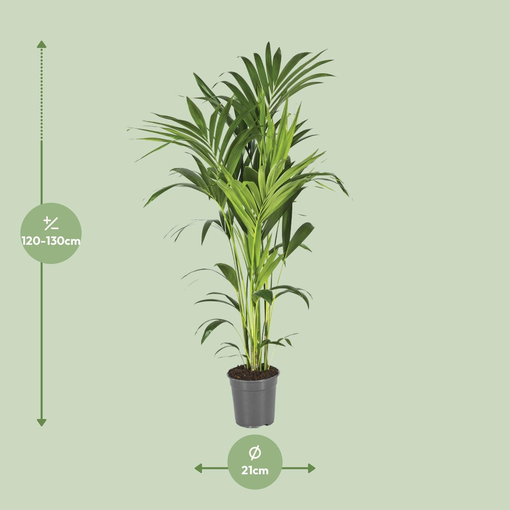 Howea forsteriana (kentiapalm) – Ø21 cm, 130 cm hög
