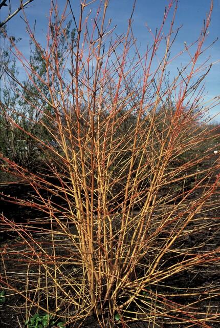 Cornus sanguineum 'Midwinter Fire' (dogwood) – 60 plants, Ø9 cm, 10–25 cm high