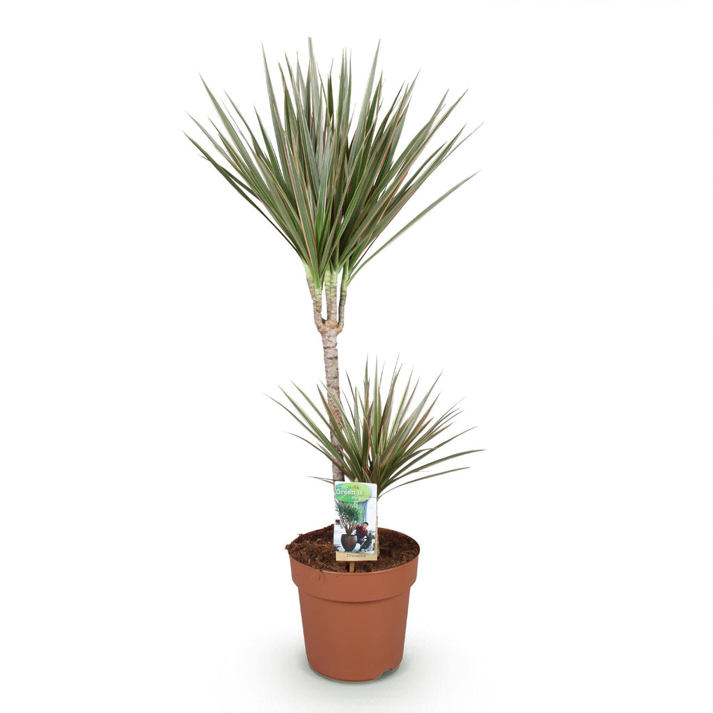 Dracaena marginata Bicolor (Drachenbaum) – Ø 21 cm, 90–100 cm hoch