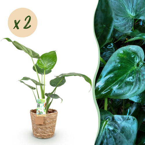 2× Alocasia Cucullata (elephant ear) with basket – Ø17 cm, 60–65 cm high