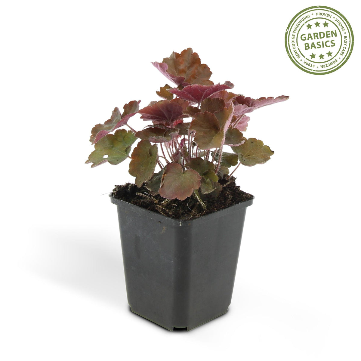 Heuchera mic. 'Palace Purple' (purperklokje) – 24 planten, Ø9 cm, 10–25 cm hoog