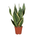 Sansevière trifasciata Futura Superba (langue de belle-mère) – Ø 12 cm, 40 cm de haut