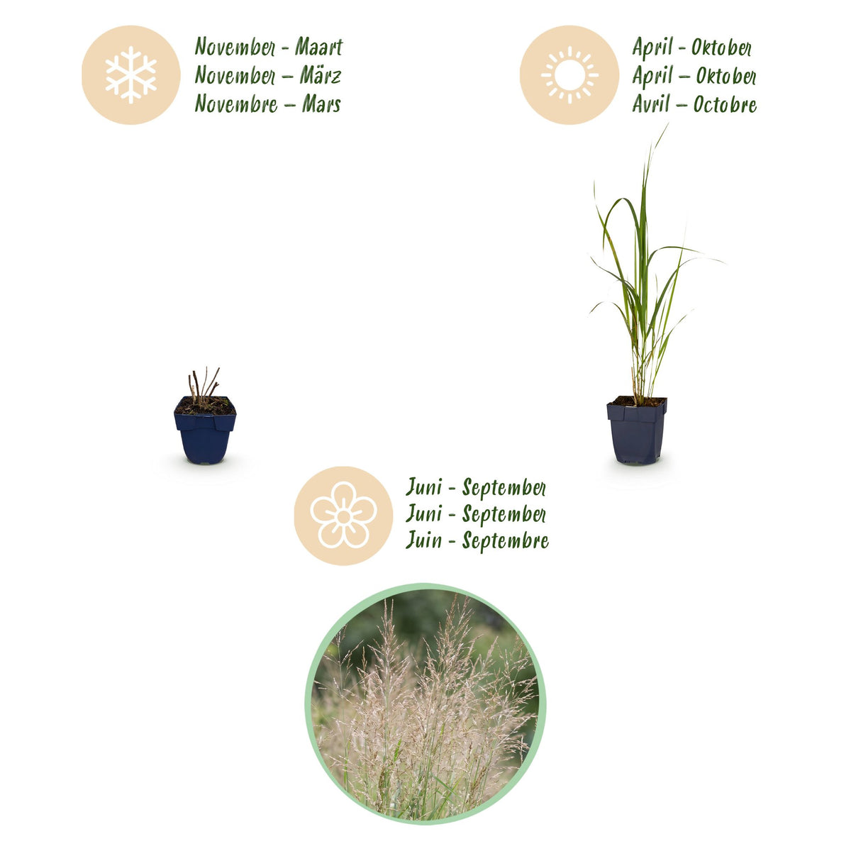 Molinia arund. 'Karl Foerster' (molinia) – 6 plantes, Ø11 cm, 15–25 cm de haut – photo 4