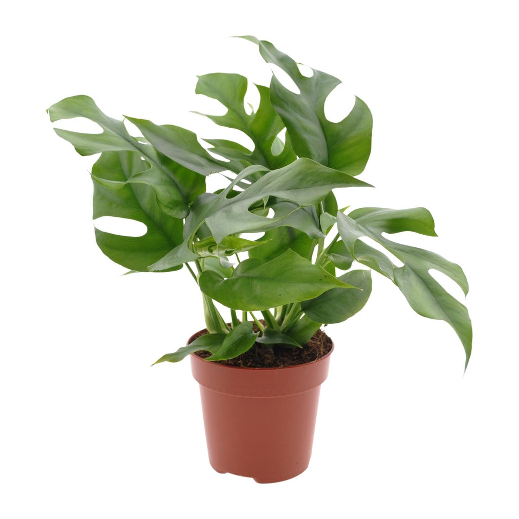 Monstera Minima (mini-monstera) – Ø12 cm, 25 cm hoog