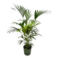 Kentia-palm (Howea) i rund prydnadskruka Greenville grön – Ø30 cm, 160 cm hög