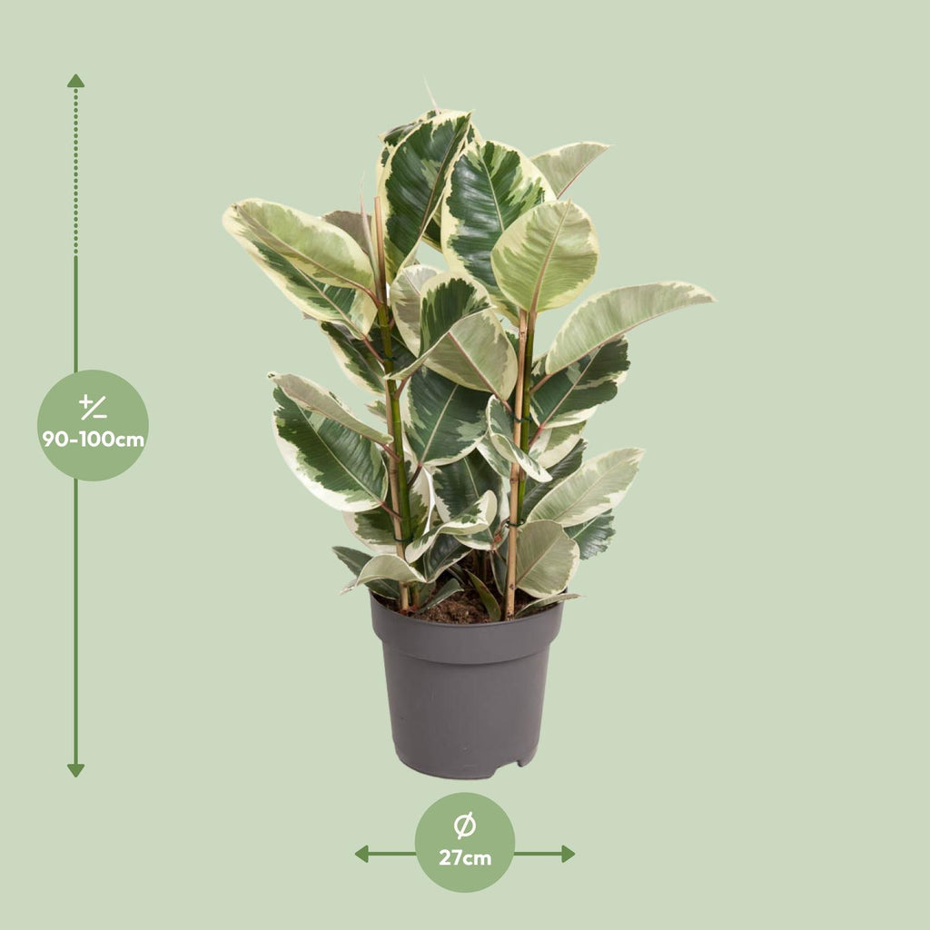 Ficus elastica Tineke (gummitræ) – Ø27 cm, 100 cm høj