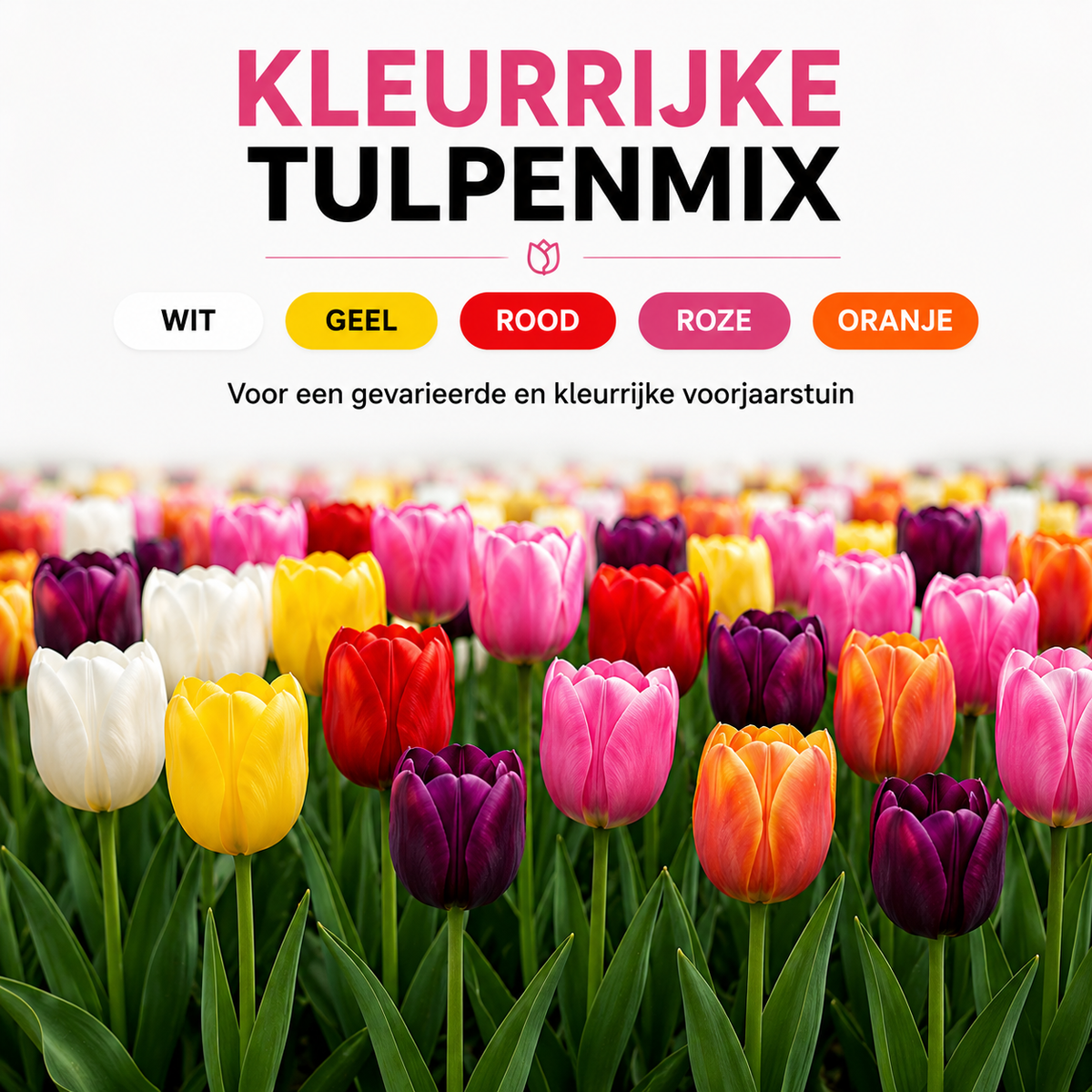Tulpenmix – 200 Blumenzwiebeln (Zwiebelgröße 11/12)