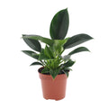 Philodendron Green Princess – Ø 12 cm, 25 cm hoch