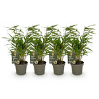 Fargesia rufa (Bambus) – 4 Pflanzen, Ø 14 cm, 35 cm hoch
