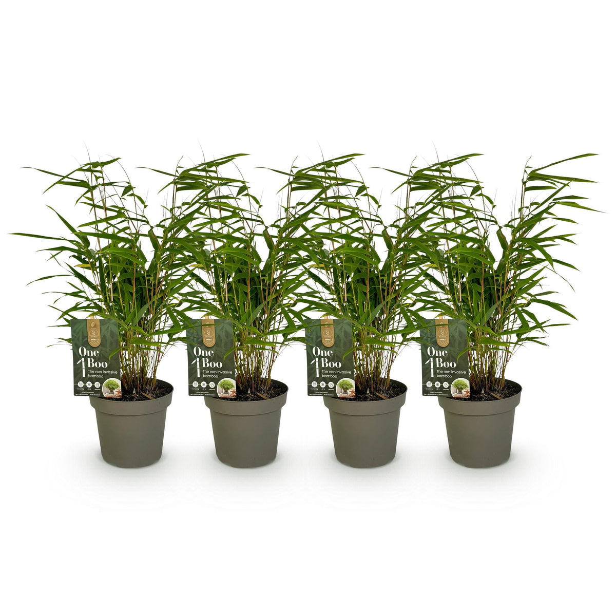 Fargesia rufa (Bambus) – 4 Pflanzen, Ø 14 cm, 35 cm hoch – Bild 2