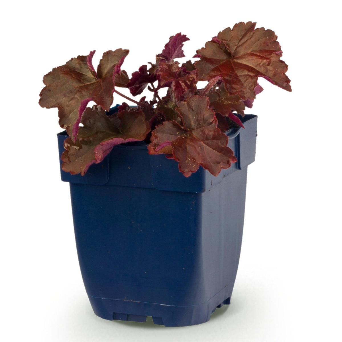 Heuchera micr. 'Palace Purple' (purperklokje) – paars – Ø11 cm, 15–25 cm hoog