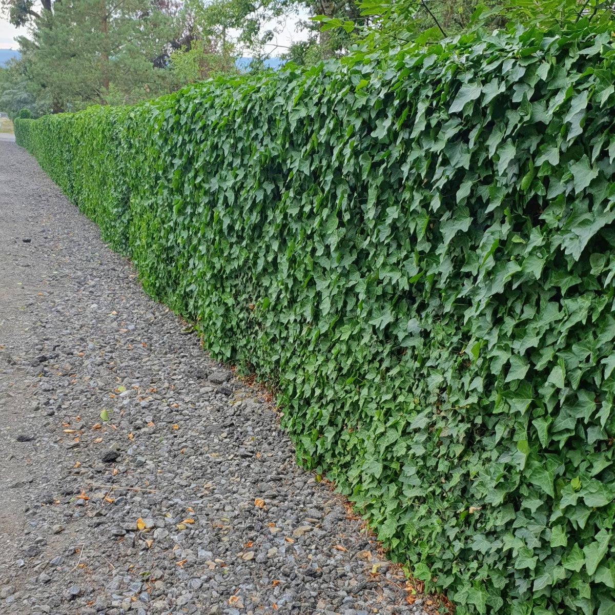 Hedera hibernica (klimop) – 6 planten, Ø9 cm, 10–25 cm hoog – foto 5