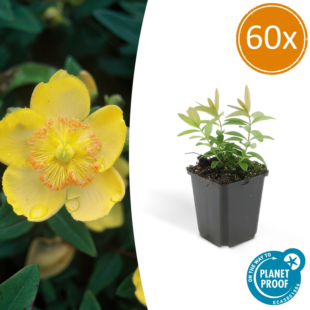 Hypericum calycinum (St. John's wort) – 60 plants, Ø9 cm, 10–25 cm high – photo 2