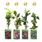 Set de plantes grimpantes Arc-en-ciel – rose clair-blanc-violet – 4 plantes, Ø9 cm, 35 cm de haut