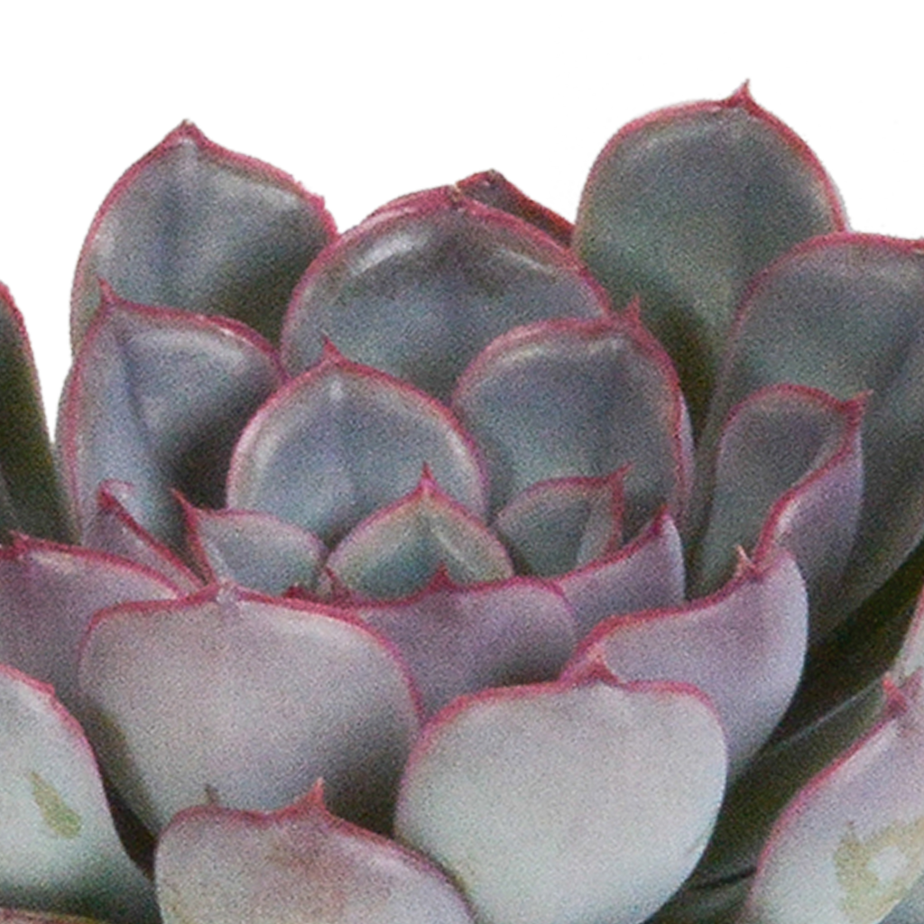 Echeveria mix zonder sierpot – Ø9 cm, 15 cm hoog