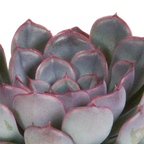 Echeveria mix zonder sierpot – Ø9 cm, 15 cm hoog