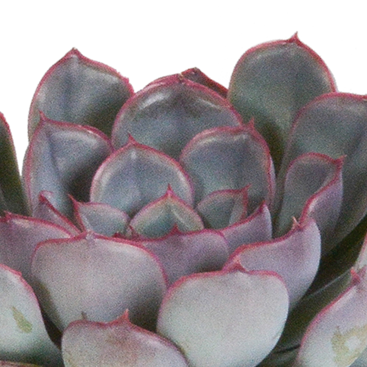 Echeveria mix zonder sierpot – Ø9 cm, 15 cm hoog