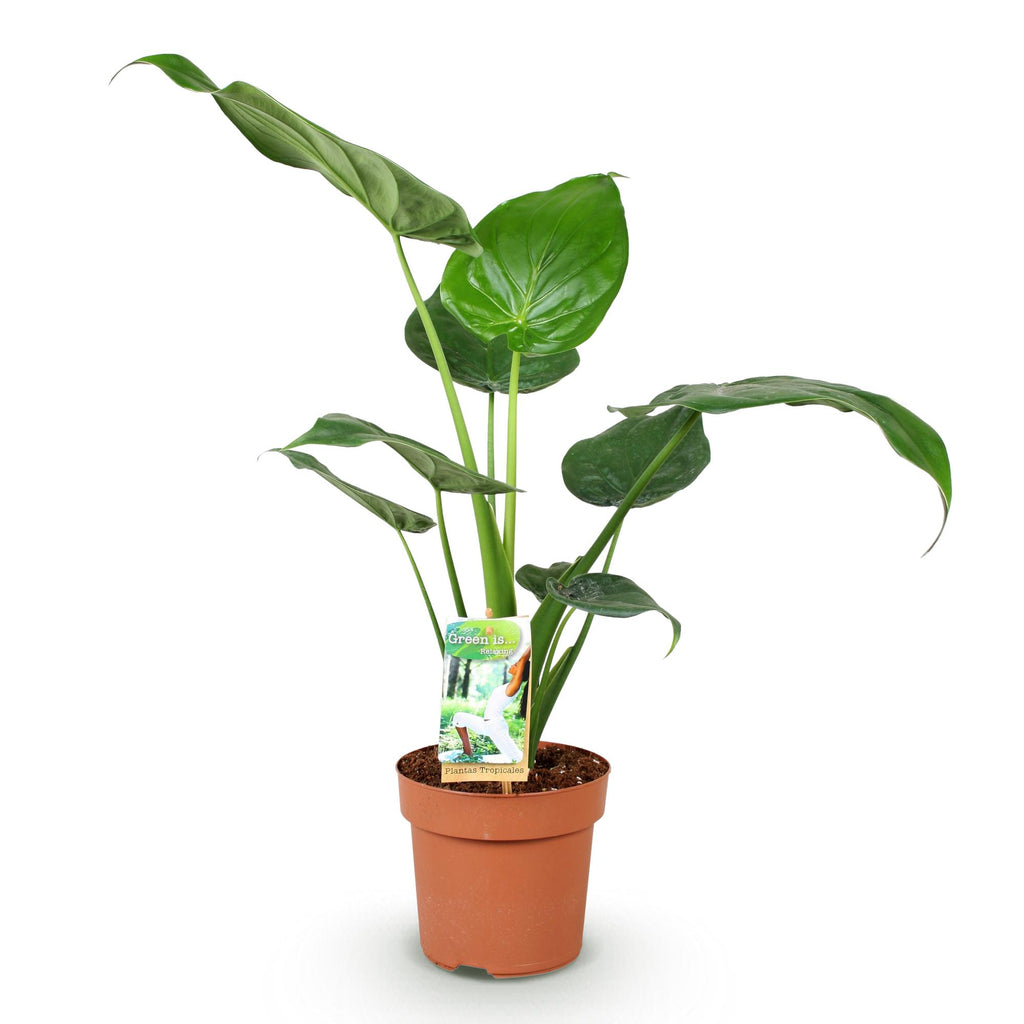 Alocasia Cucullata (oreille d'éléphant) – Ø17 cm, 60–65 cm de haut – photo 2