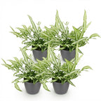 4× Pteris cretica Albolineata (Pteris-Farn) im grauen Pflanzgefäß aus Ton – Ø 12 cm, 20 cm hoch