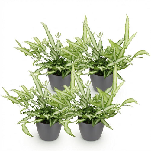 4× Pteris cretica Albolineata (Pteris-Farn) im grauen Pflanzgefäß aus Ton – Ø 12 cm, 20 cm hoch