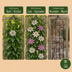 Passiflora 'Tricolour' (passiflore tricolore) – blanc-violet-rose – 9 plantes, Ø9 cm, 35 cm de haut