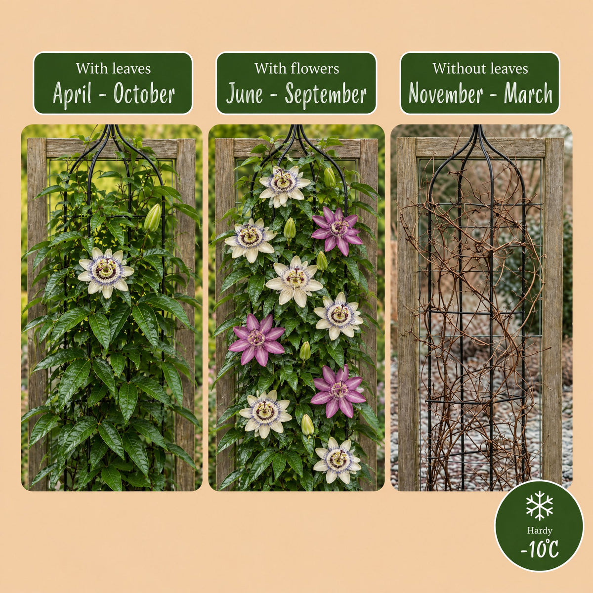 Passiflora 'Tricolour' (passiflore tricolore) – blanc-violet-rose – 9 plantes, Ø9 cm, 35 cm de haut – photo 6