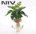 Monstera adansonii en boule en verre (mini-monstera) – Ø12 cm, 25 cm de haut