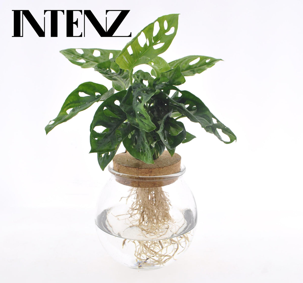 Monstera adansonii im Glaskugelgefäß (Mini-Monstera) – Ø 12 cm, 25 cm hoch