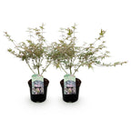 Acer palmatum 'Iyoshi' (Japanese maple) – pink – 2 plants, Ø19 cm, 70 cm high