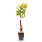 Prunus domestica 'Victoria' (Pflaumenbaum) – Ø 21 cm, 90 cm hoch
