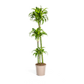 Dracaena Deremensis Dorado (Drachenbaum) – Ø 24 cm, 120–140 cm hoch