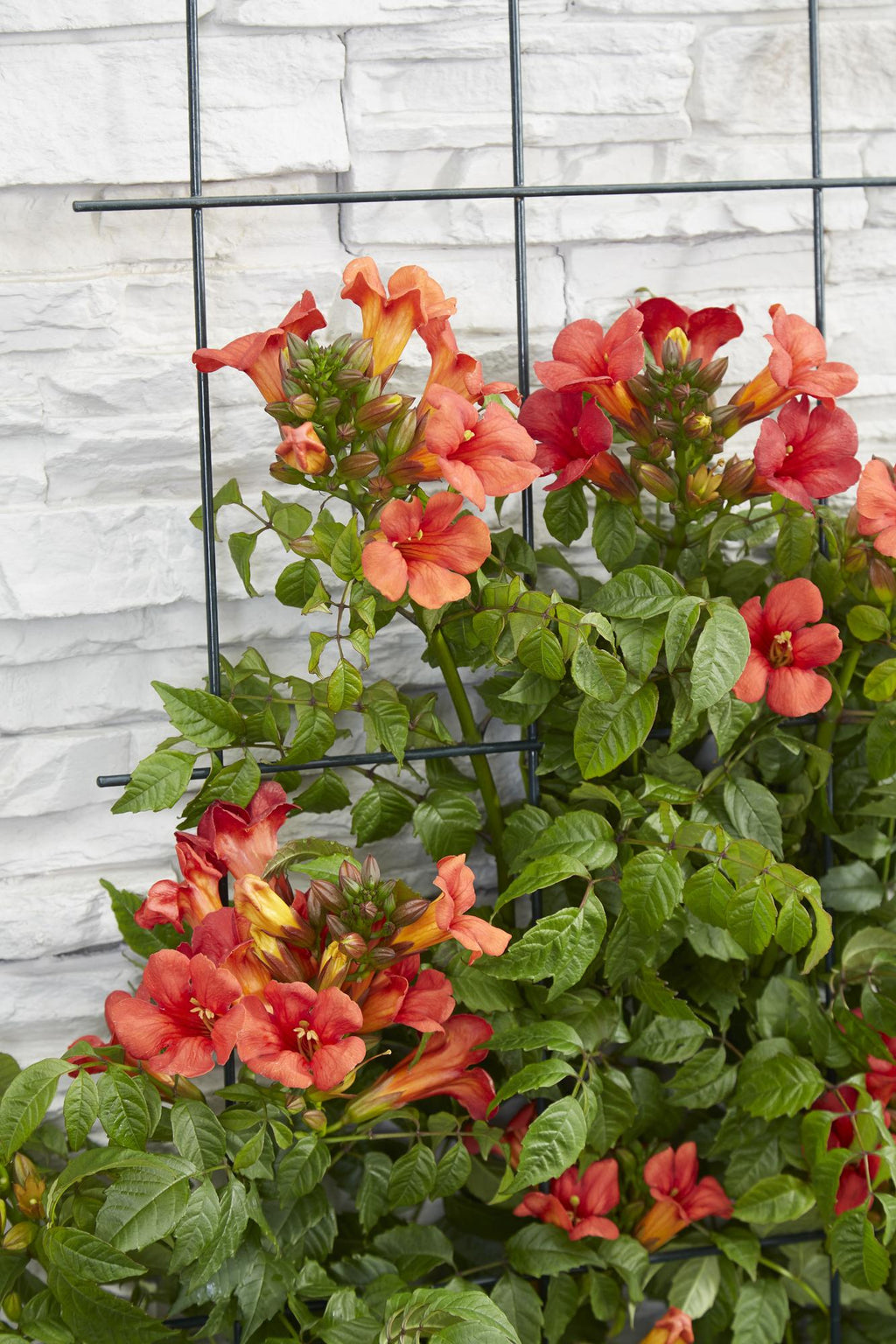 Campsis 'Summer Jazz Fire Trumpet' (trumpet creeper) – 2 plants, Ø15 cm, 65 cm high – photo 5