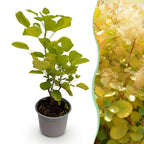 Cotinus coggyria 'Golden Spirit' (cotinus) – jaune – Ø12 cm, 35 cm de haut