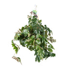 Cissus Rhombifolia Ellen Danica – Ø17 cm, 70 cm hoog