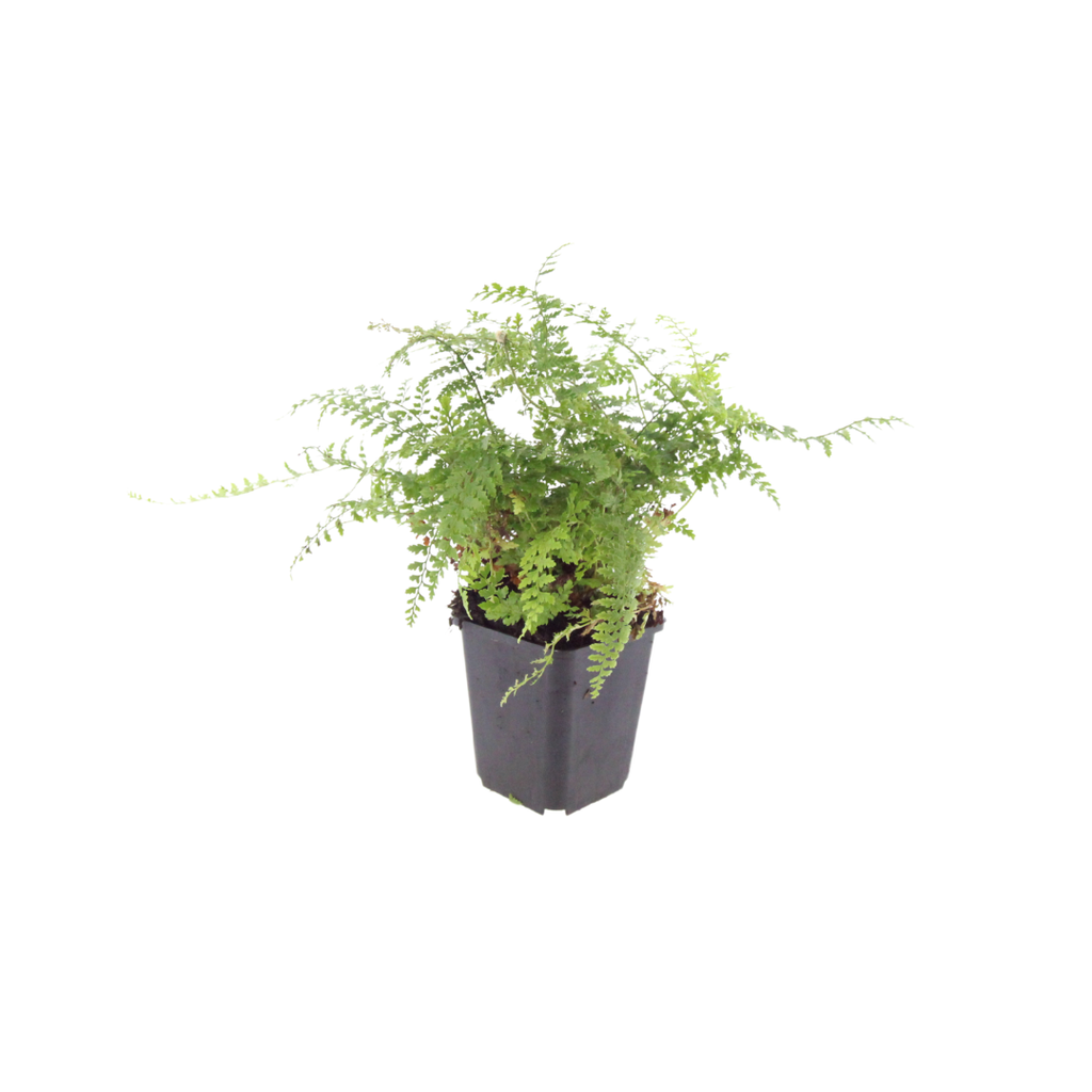 Polystichum-Set. 'Herrenhausen-' (Adlerfarn) – 48 Pflanzen, Ø9 cm, 10–25 cm hoch – Bild 2