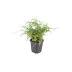 Polystichum-Set. 'Herrenhausen-' (Adlerfarn) – 48 Pflanzen, Ø9 cm, 10–25 cm hoch
