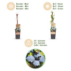 Vaccinium corymbosum 'Bluecrop' (myrtille) – 2 plants, Ø15 cm, 50 cm de haut
