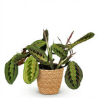 Maranta Fascinator Tricolour (prayer plant) with basket – Ø12 cm, 25 cm high