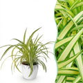 Chlorophytum comosum Variegatum (græsløg) i Potter-pyntepotte hvid – Ø12 cm, 20 cm høj