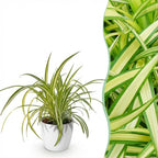 Chlorophytum comosum Variegatum (græsløg) i Potter-pyntepotte hvid – Ø12 cm, 20 cm høj