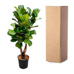 Ficus lyrata verzweigt XL (Geigenfeige) – Ø 34 cm, 170 cm hoch