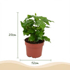 Coffea arabica (koffieplant) – Ø12 cm, 15–20 cm hoog